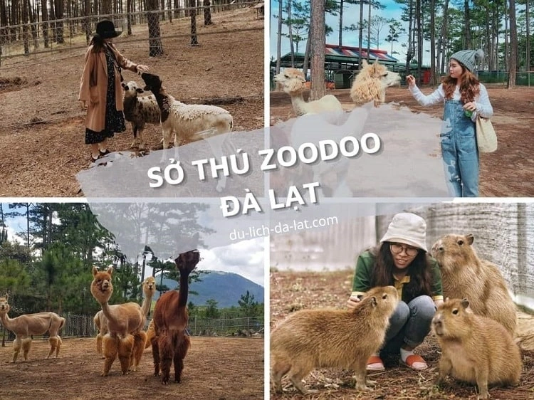 Vườn Thú ZooDoo Đà Lạt - Địa điểm tham quan hot nhất hiện nay