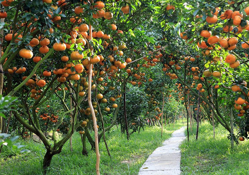 Địa chỉ vườn trái cây ở Cái Bè Tiền Giang thu hút nhất 